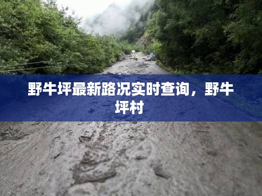 野牛坪最新路况实时查询，野牛坪村 