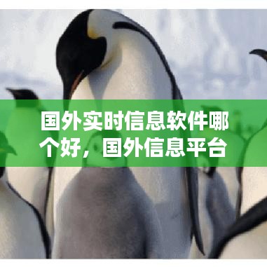 国外实时信息软件哪个好，国外信息平台 