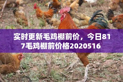 实时更新毛鸡棚前价，今日817毛鸡棚前价格2020516 