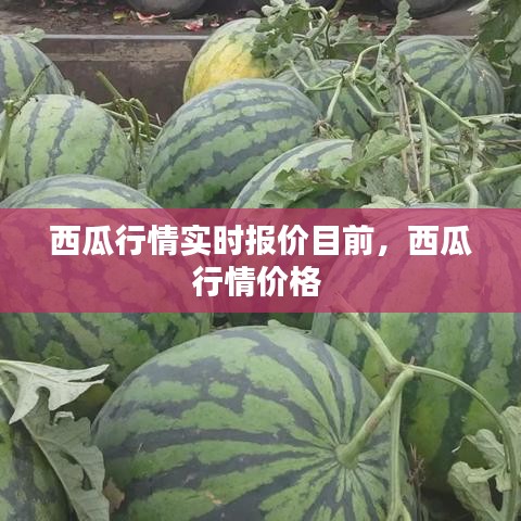 西瓜行情实时报价目前，西瓜行情价格 