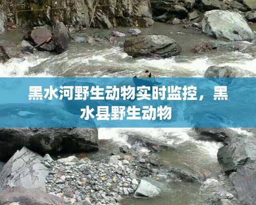 黑水河野生动物实时监控，黑水县野生动物 