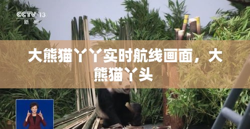 大熊猫丫丫实时航线画面，大熊猫丫头 