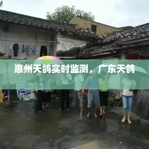 惠州天鸽实时监测，广东天鸽 