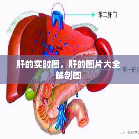 肝的实时图，肝的图片大全 解剖图 