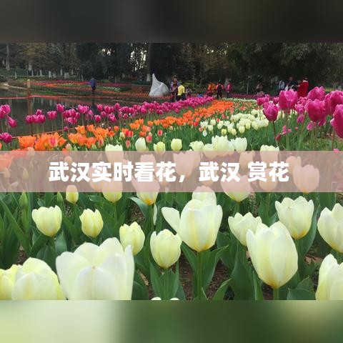 武汉实时看花，武汉 赏花 