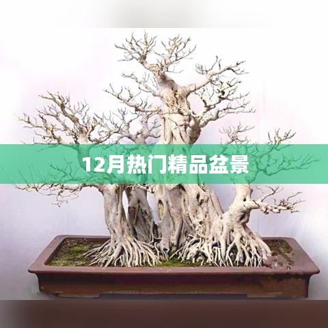 盆景艺术之冬季热门精品