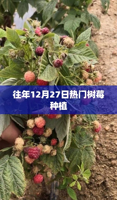 树莓种植，历年12月27日热门话题解析