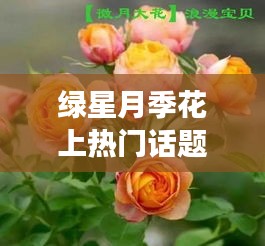 绿星月季花上热门话题，月季花绿星是藤本的吗 