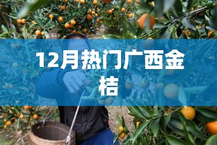 广西金桔，冬季热门水果之选