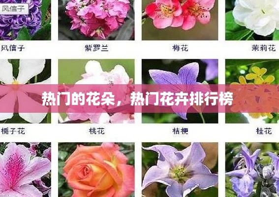 热门的花朵，热门花卉排行榜 