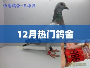12月热门鸽舍，最新动态与精彩瞬间