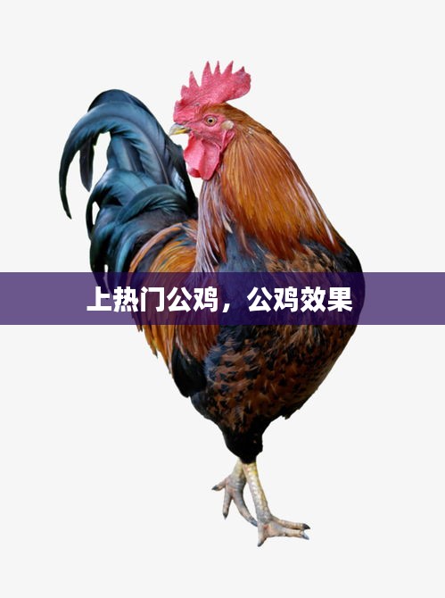 上热门公鸡，公鸡效果 