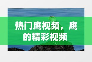 热门鹰视频，鹰的精彩视频 
