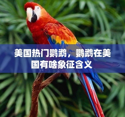 美国热门鹦鹉，鹦鹉在美国有啥象征含义 