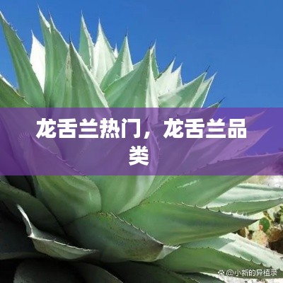 龙舌兰热门，龙舌兰品类 