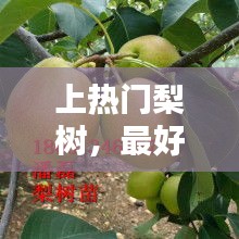 上热门梨树，最好吃的梨树新品种 