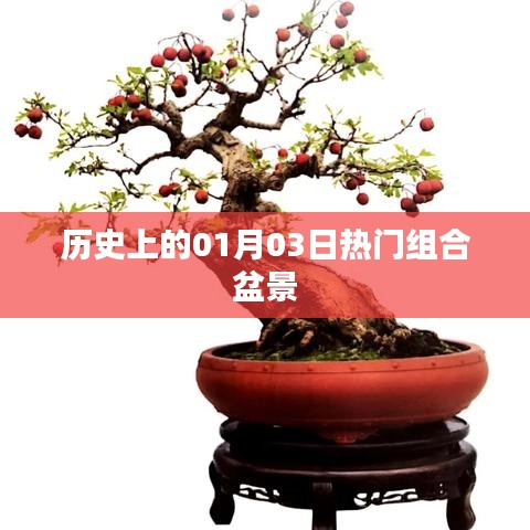 历史上的热门组合盆景，一月三日回顾