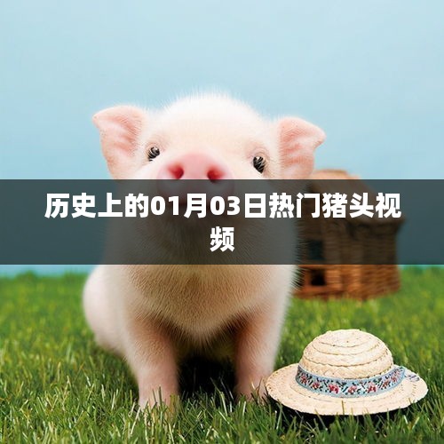 热门猪头视频发展史，一月三日回顾