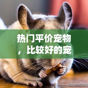 热门平价宠物，比较好的宠物 