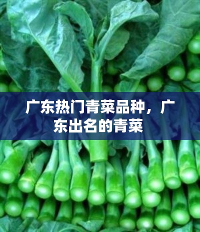 广东热门青菜品种，广东出名的青菜 