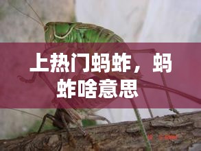 上热门蚂蚱，蚂蚱啥意思 