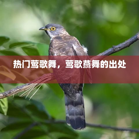热门莺歌舞，莺歌燕舞的出处 