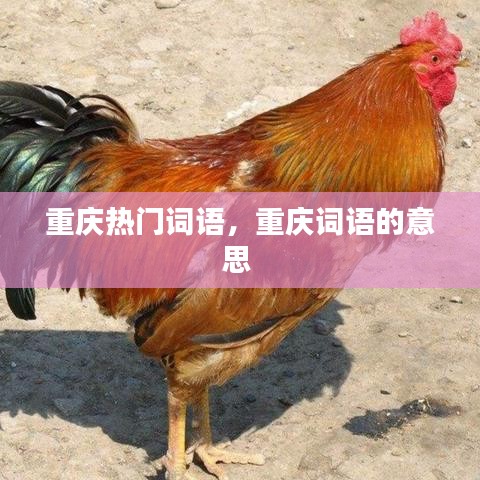 重庆热门词语，重庆词语的意思 