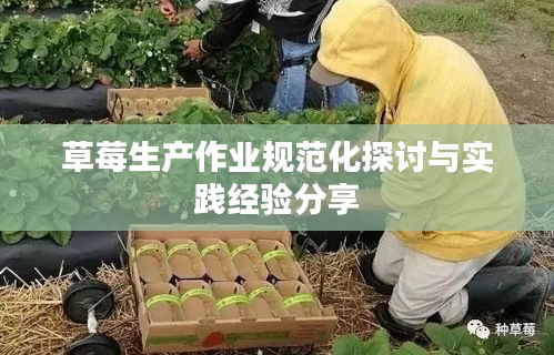 草莓生产作业规范化探讨与实践经验分享