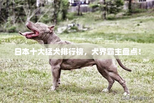 日本十大猛犬排行榜，犬界霸主盘点！