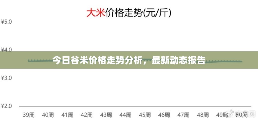 今日谷米价格走势分析，最新动态报告