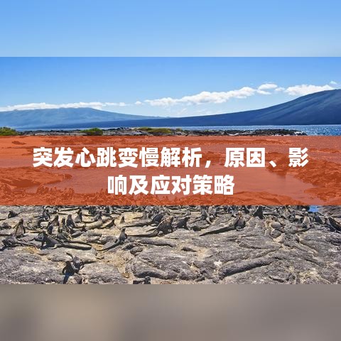 突发心跳变慢解析，原因、影响及应对策略