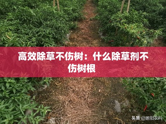 高效除草不伤树：什么除草剂不伤树根 