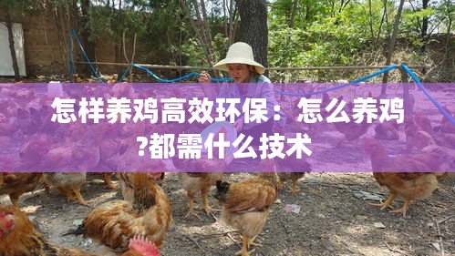 怎样养鸡高效环保：怎么养鸡?都需什么技术 