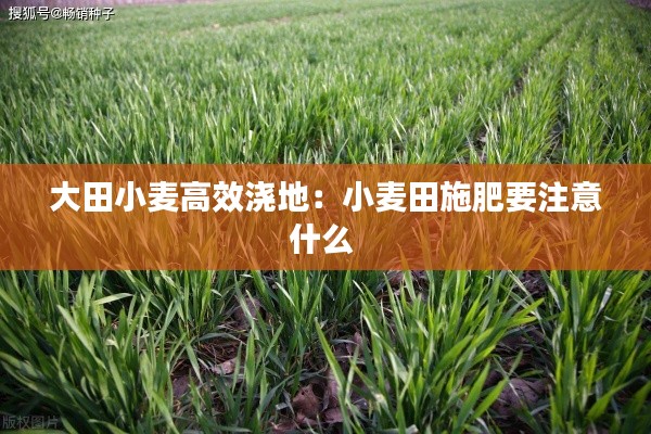 大田小麦高效浇地：小麦田施肥要注意什么 