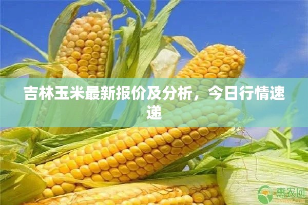 吉林玉米最新报价及分析，今日行情速递