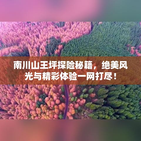 南川山王坪探险秘籍，绝美风光与精彩体验一网打尽！