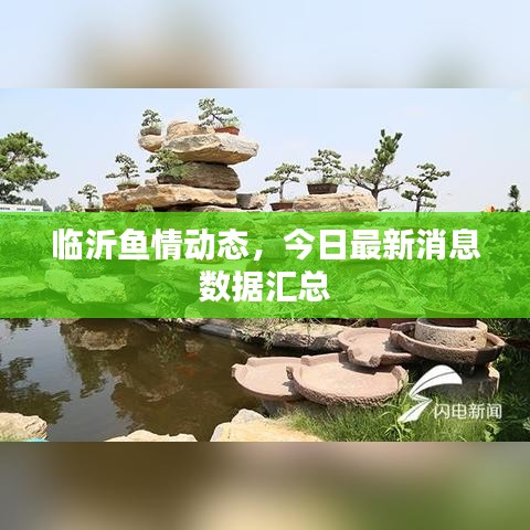 临沂鱼情动态，今日最新消息数据汇总