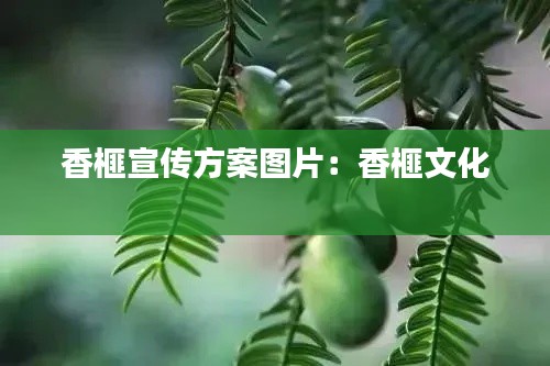 法不阿贵 第2页
