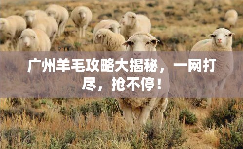 广州羊毛攻略大揭秘，一网打尽，抢不停！
