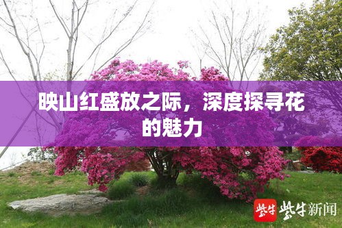 映山红盛放之际，深度探寻花的魅力