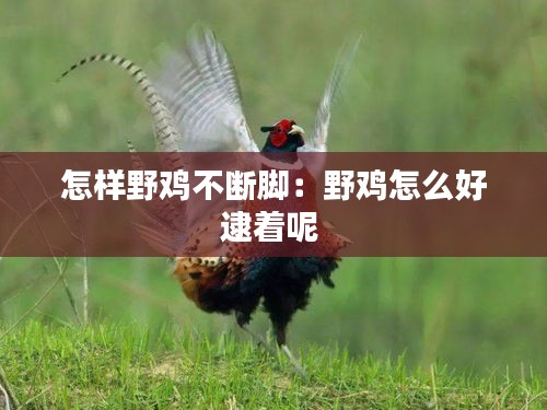 怎样野鸡不断脚：野鸡怎么好逮着呢 