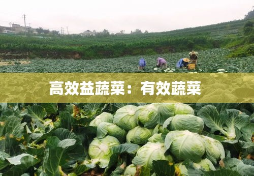 高效益蔬菜：有效蔬菜 