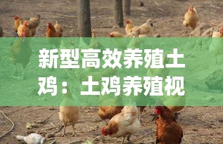 新型高效养殖土鸡：土鸡养殖视频教程 