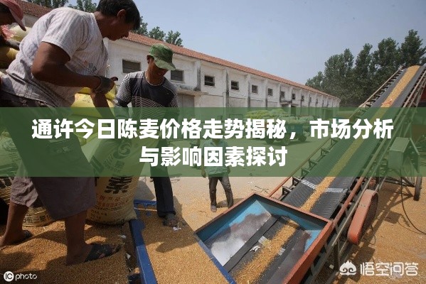 通许今日陈麦价格走势揭秘，市场分析与影响因素探讨