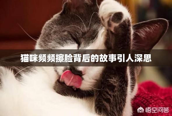 猫咪频频擦脸背后的故事引人深思