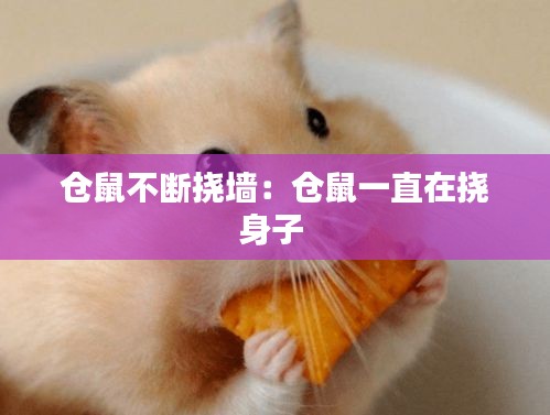 仓鼠不断挠墙：仓鼠一直在挠身子 