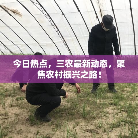 今日热点，三农最新动态，聚焦农村振兴之路！