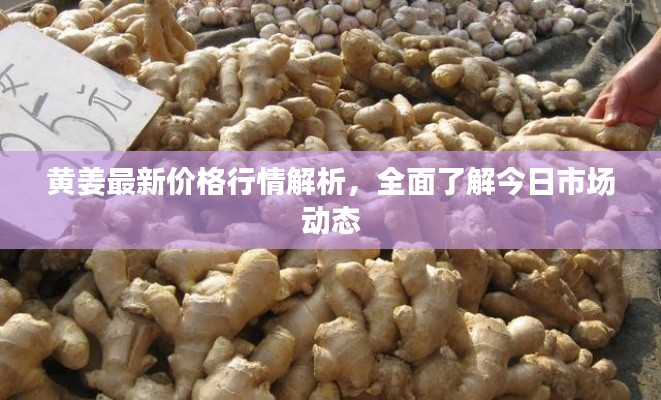 黄姜最新价格行情解析，全面了解今日市场动态