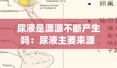 尿液是源源不断产生吗：尿液主要来源 