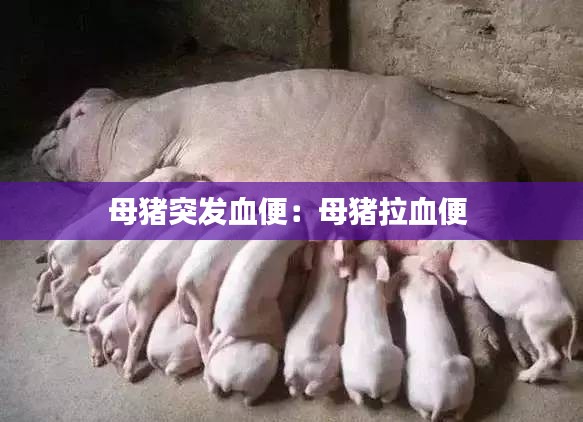 母猪突发血便：母猪拉血便 